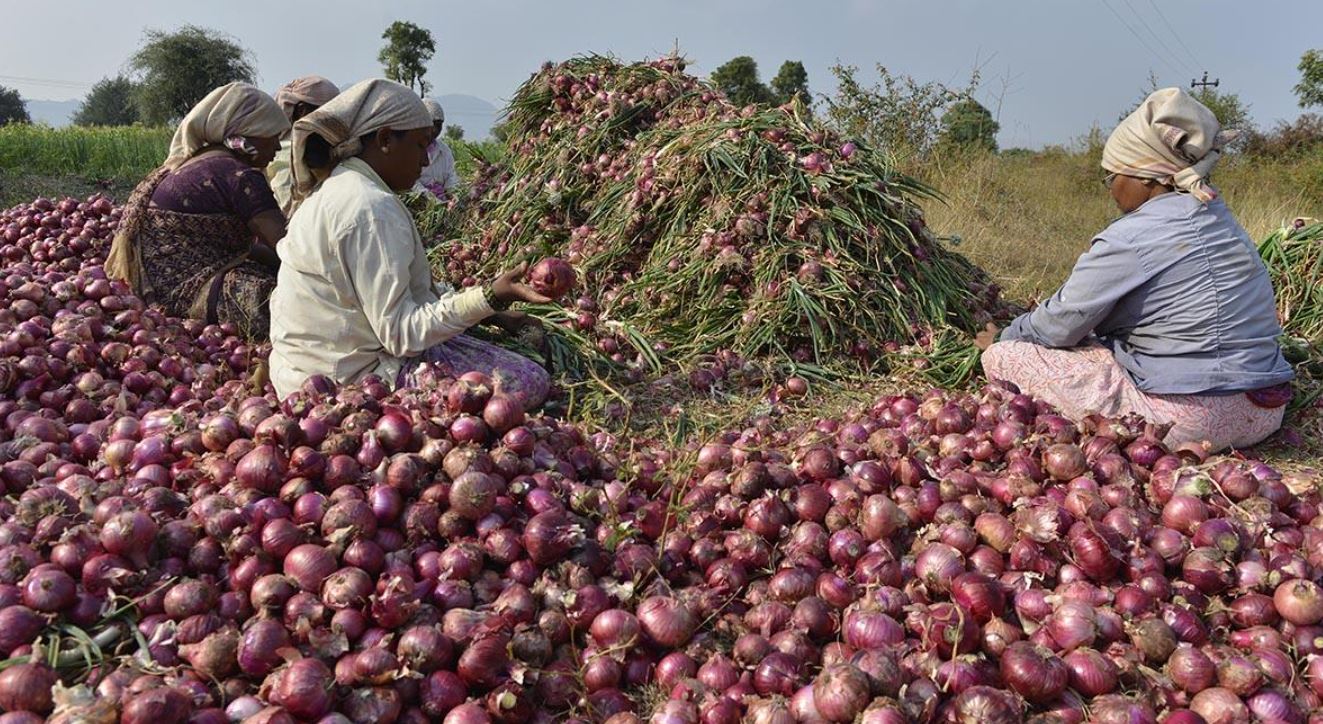 प्याज की कीमतें - अभी 100 रुपये प्रति किलो, 150 रुपये तक जायेगा भाव!