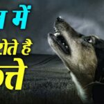 आखिर रात में कुत्ते क्यों रोते है, क्या उन्हें आत्माएं नज़र आती है, या है कोई और बढ़ा कारण