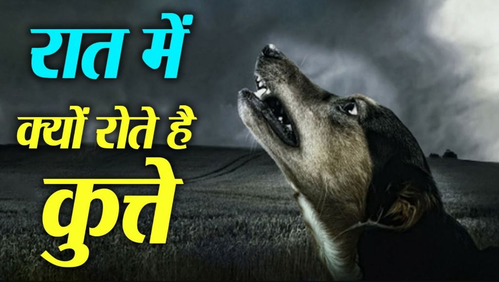 आखिर रात में कुत्ते क्यों रोते है, क्या उन्हें आत्माएं नज़र आती है, या है कोई और बढ़ा कारण
