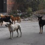 Stray dogs attack children while walking on the road, no concrete solution is being taken