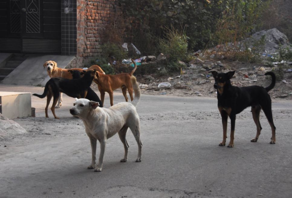 Stray dogs attack children while walking on the road, no concrete solution is being taken