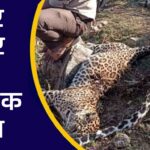 Very sad news: Painful death of four panthers simultaneously, created panic in Bundi Forest Department