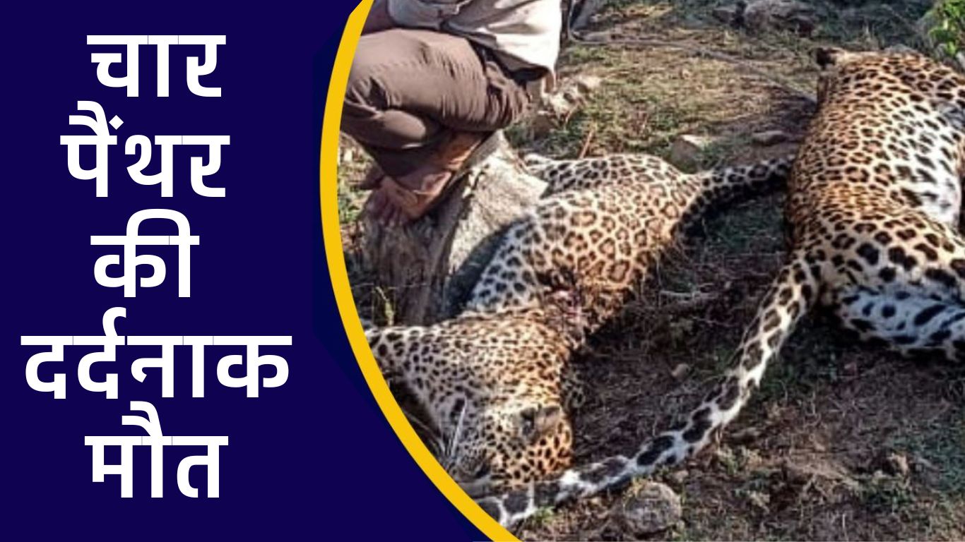 Very sad news: Painful death of four panthers simultaneously, created panic in Bundi Forest Department