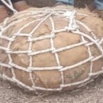 Tomorrow in Awan, 80 kg stick will be played, 5 thousand people from 12 villages will fight together.