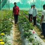 Farmers are earning lakhs by cultivating rose and marigold, agricultural scientists told advanced farming methods