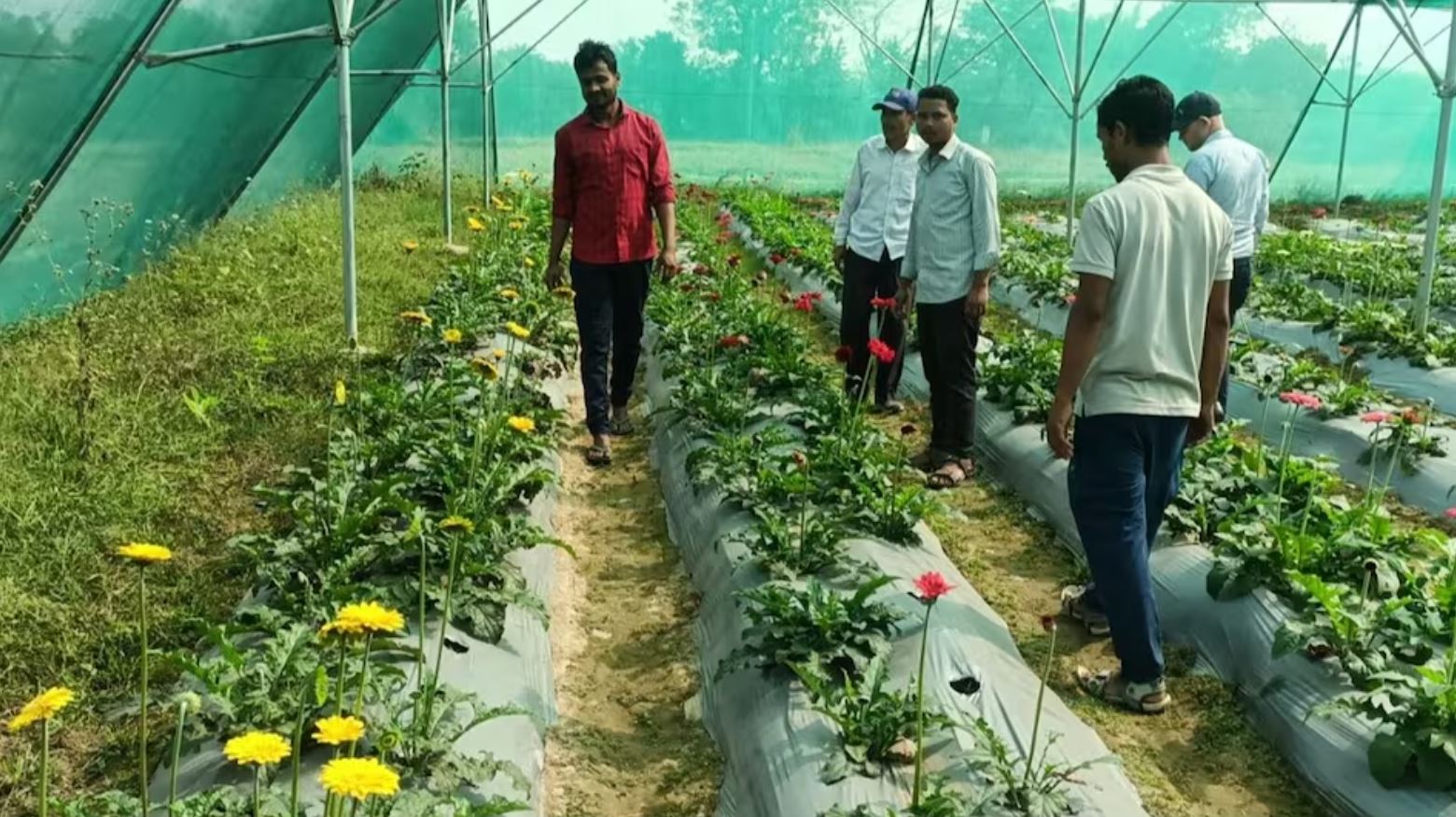 Farmers are earning lakhs by cultivating rose and marigold, agricultural scientists told advanced farming methods