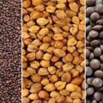 From February 20, farmers will be able to register to sell gram, lentils and mustard at support price MSP.