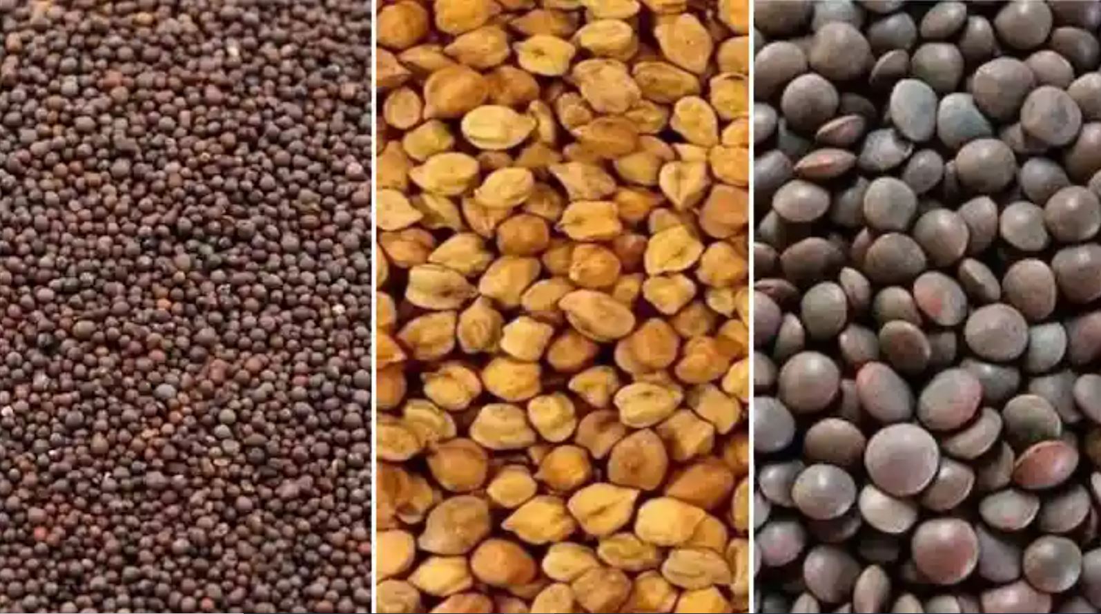 From February 20, farmers will be able to register to sell gram, lentils and mustard at support price MSP.