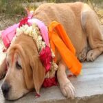 Sniper female dog Mary was also transferred among the transfers in the police department.