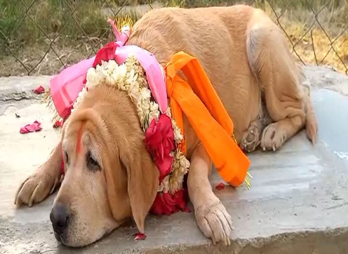 Sniper female dog Mary was also transferred among the transfers in the police department.