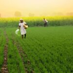 Cultivation of medicinal and aromatic plants will bring huge profits, will get assistance of Rs 75 thousand from the government.