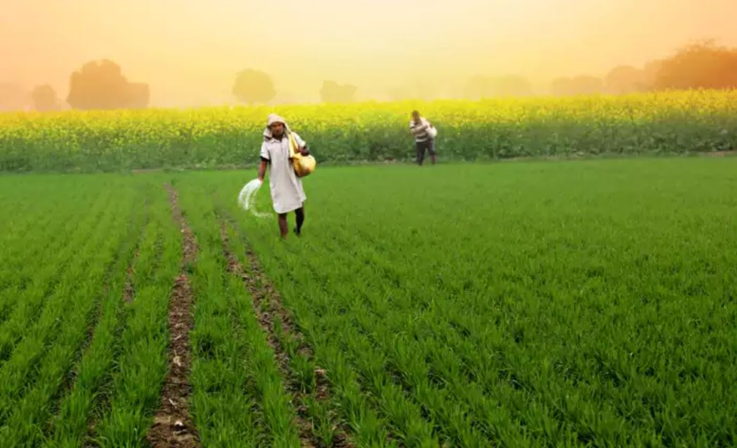 Cultivation of medicinal and aromatic plants will bring huge profits, will get assistance of Rs 75 thousand from the government.