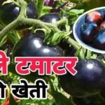 Farmers are earning lakhs from the increasing demand of black tomatoes, know details