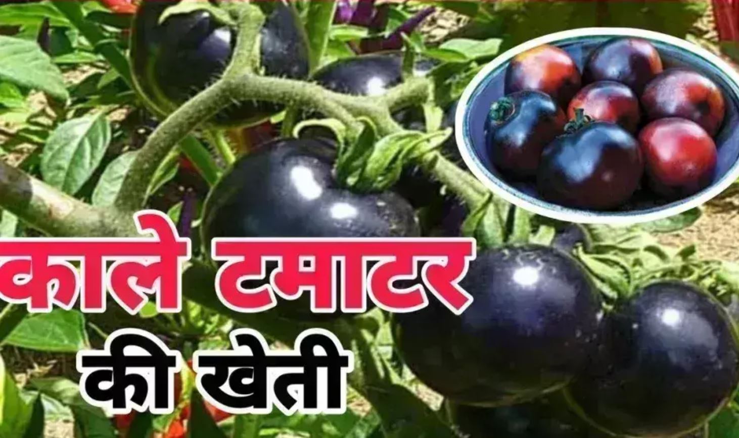 Farmers are earning lakhs from the increasing demand of black tomatoes, know details