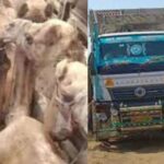 Two arrested for smuggling camels in Rajasthan, 14 camels were taken in a truck, police freed them