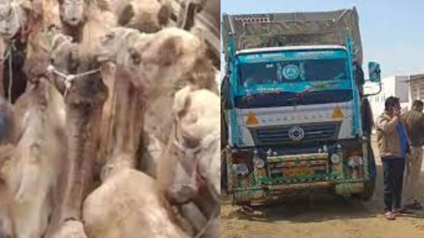 Two arrested for smuggling camels in Rajasthan, 14 camels were taken in a truck, police freed them