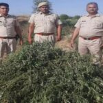 Ganja plants worth Rs 9 lakh grown on government land seized, police busy searching for smugglers