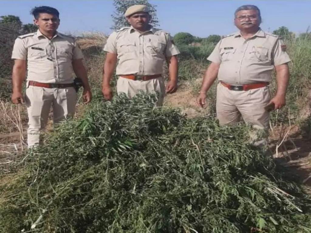 Ganja plants worth Rs 9 lakh grown on government land seized, police busy searching for smugglers