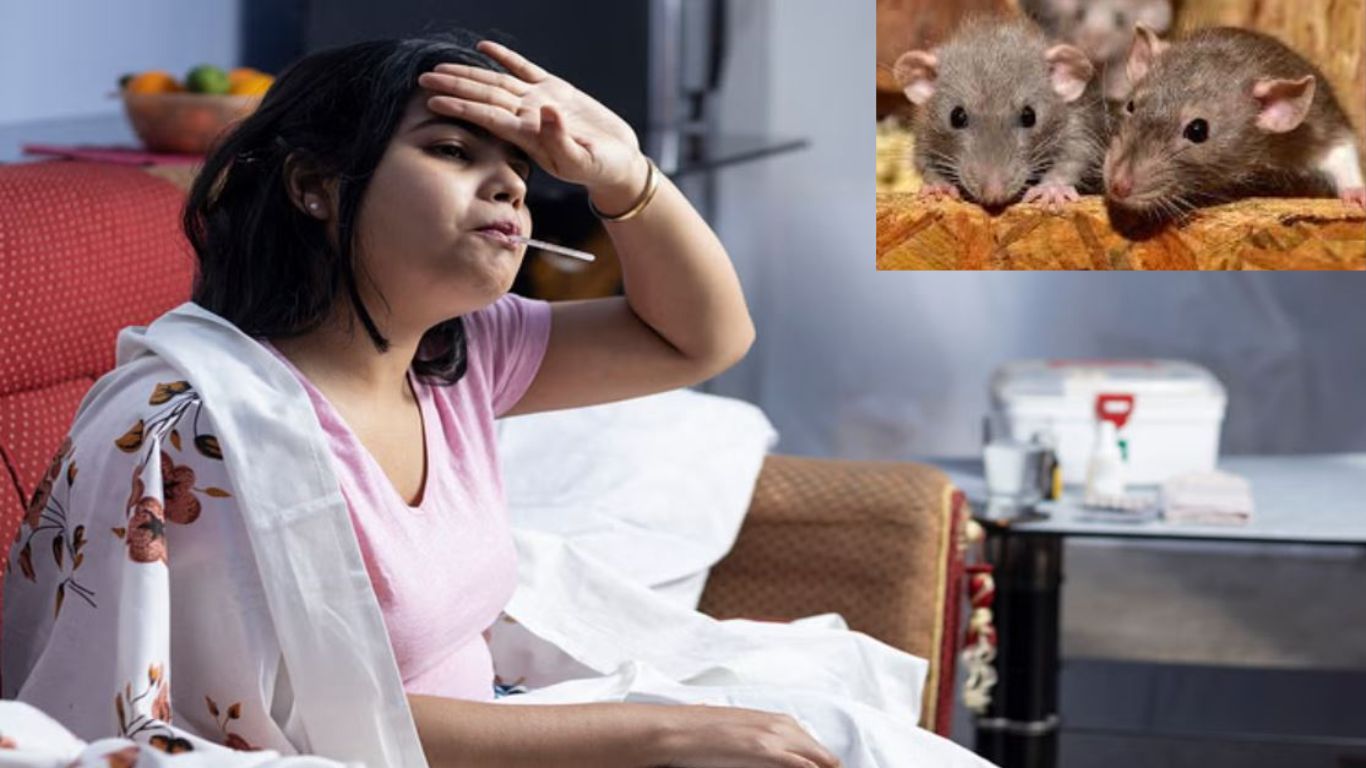 32 cases of leptospirosis disease were reported in Rajasthan, this disease is spread by rats.