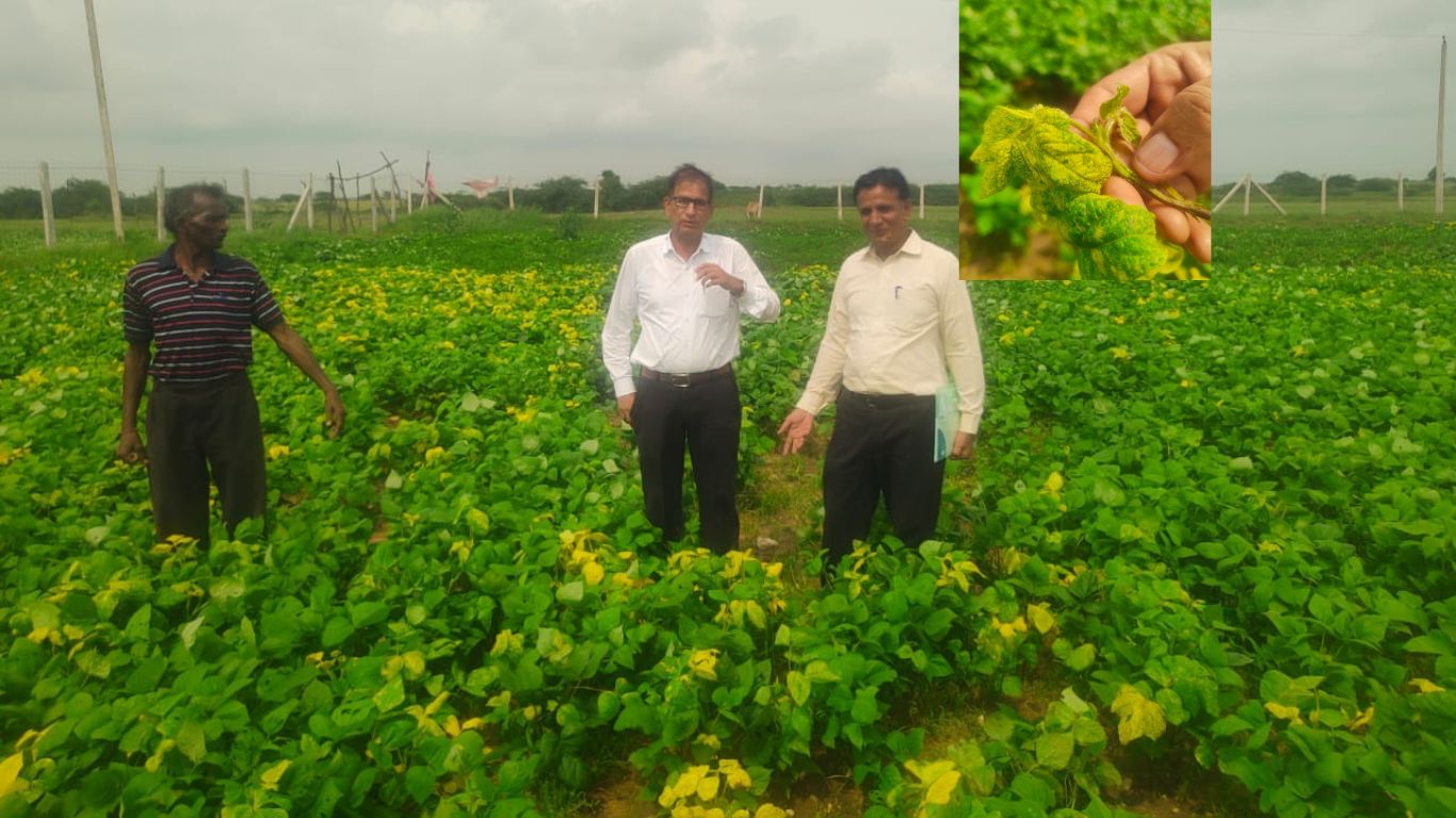 Agriculture Department officials reached farmers' fields and inspected crops for insects and diseases.