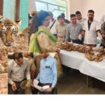 Tigress T-2 dies in Ramgarh Sanctuary, serious questions on wildlife conservation, a cub also missing!
