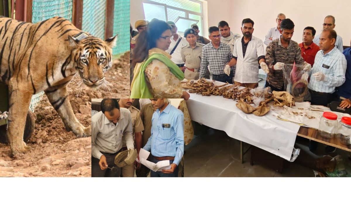 Tigress T-2 dies in Ramgarh Sanctuary, serious questions on wildlife conservation, a cub also missing!