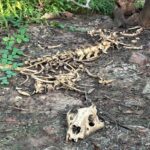 Cremation of female tigress RVT-2 as per NTCA protocol, PCC member Satyesh Sharma demands high level investigation