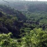 Preparation to cut 15 lakh trees in Rajasthan, environmentalists launched postcard campaign in protest