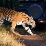 The roar of tigers will echo in Jaipur too and tourists will be able to enjoy the Tiger Safari, CM Bhajanlal Sharma will inaugurate it.
