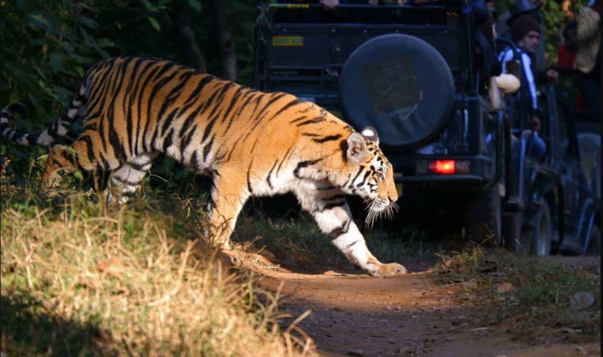 The roar of tigers will echo in Jaipur too and tourists will be able to enjoy the Tiger Safari, CM Bhajanlal Sharma will inaugurate it.