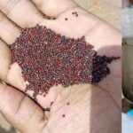 Attention: Sale of fake mustard in Rajasthan, they are selling it by polishing it on cement grains, this is how to identify the real one.