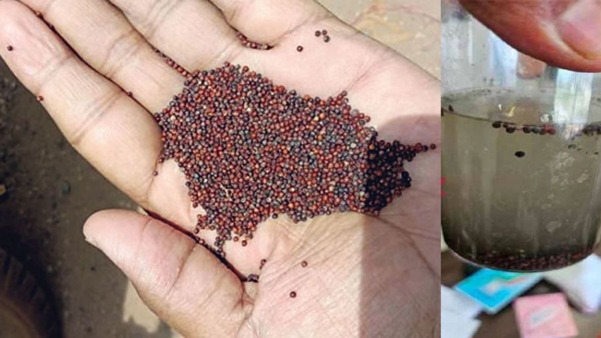 Attention: Sale of fake mustard in Rajasthan, they are selling it by polishing it on cement grains, this is how to identify the real one.