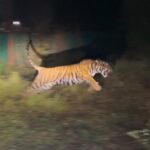 Ramgarh Tiger Reserve buzzes with the roar of a new tiger, another female tigress is expected to arrive.