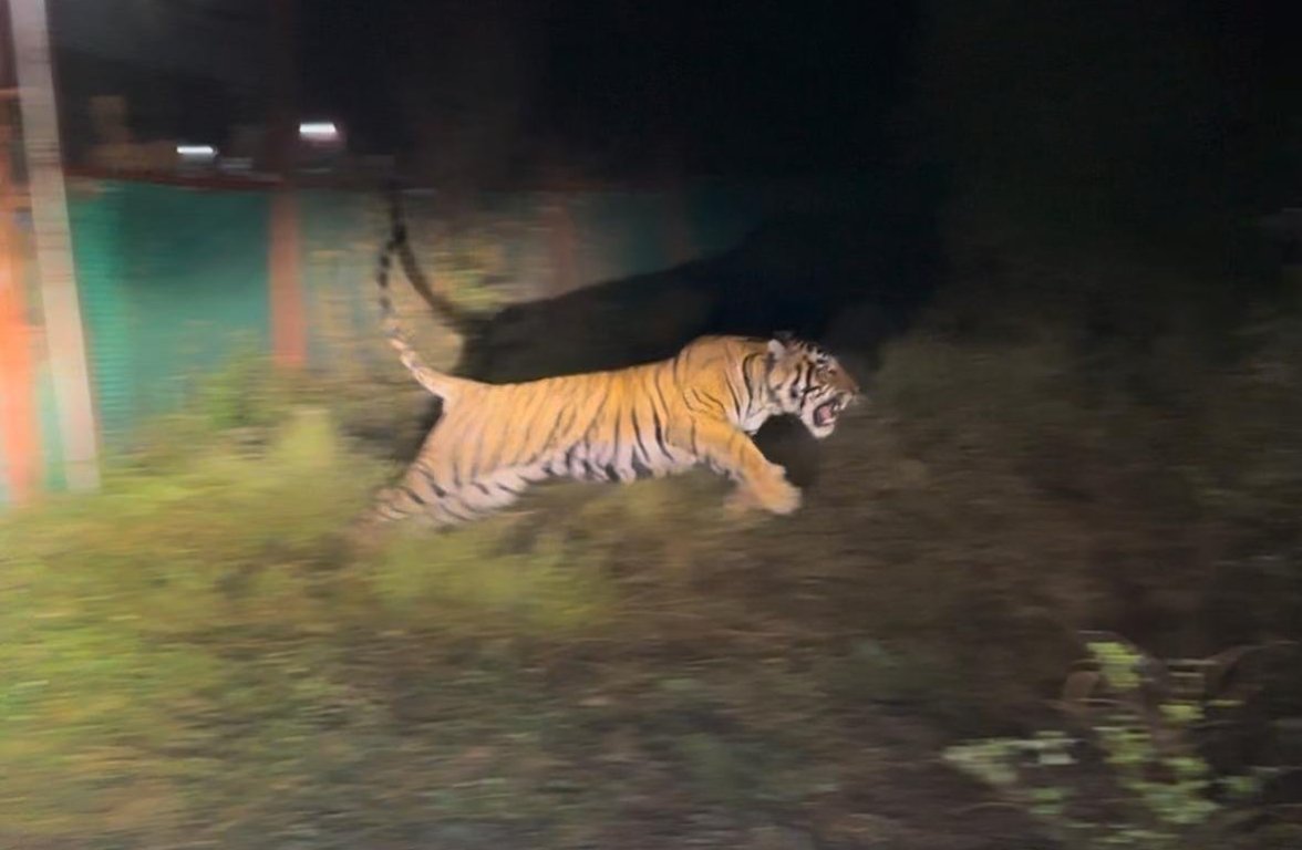 Ramgarh Tiger Reserve buzzes with the roar of a new tiger, another female tigress is expected to arrive.