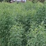 Arhar Farming Tips: Earn profit from Arhar cultivation for 5 years, know the right method of sowing.