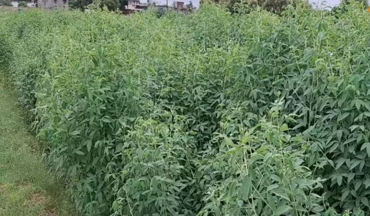 Arhar Farming Tips: Earn profit from Arhar cultivation for 5 years, know the right method of sowing.
