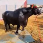 Pushkar Fair 2024: Buffalo worth Rs 23 crore "Anmol" became the center of attraction, know its special diet and care.