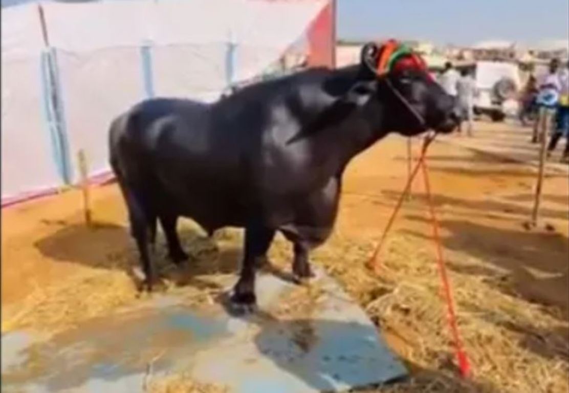 Pushkar Fair 2024: Buffalo worth Rs 23 crore "Anmol" became the center of attraction, know its special diet and care.