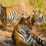 Tiger Missing: 25 tigers missing from Ranthambore National Park in Rajasthan! Reason – hunting or something else?