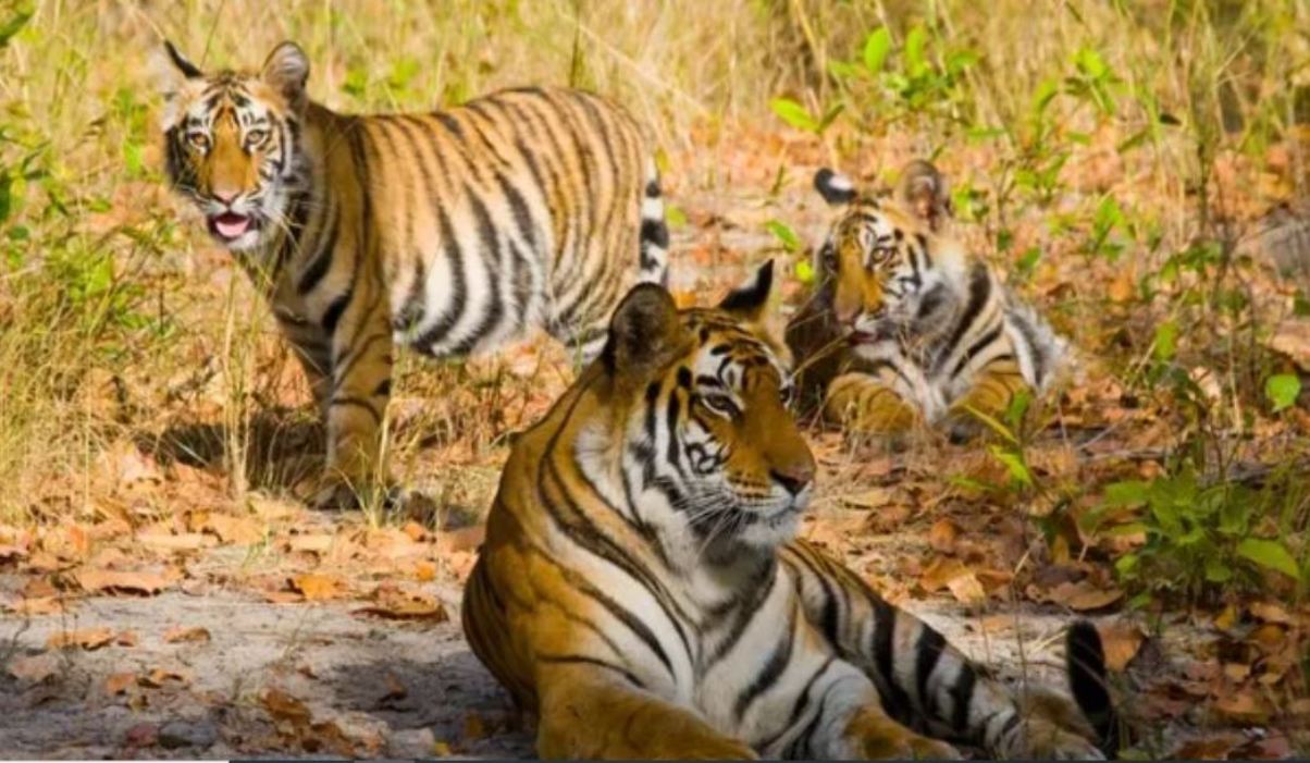 Tiger Missing: 25 tigers missing from Ranthambore National Park in Rajasthan! Reason – hunting or something else?