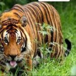 Tiger seen in the field during wheat sowing, panic created on seeing it, farmer made noise and chased it away, video goes viral