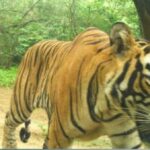 Good news: Ramgarh Tiger Reserve gets a new king, shifting of tiger 2303 will increase its glory.