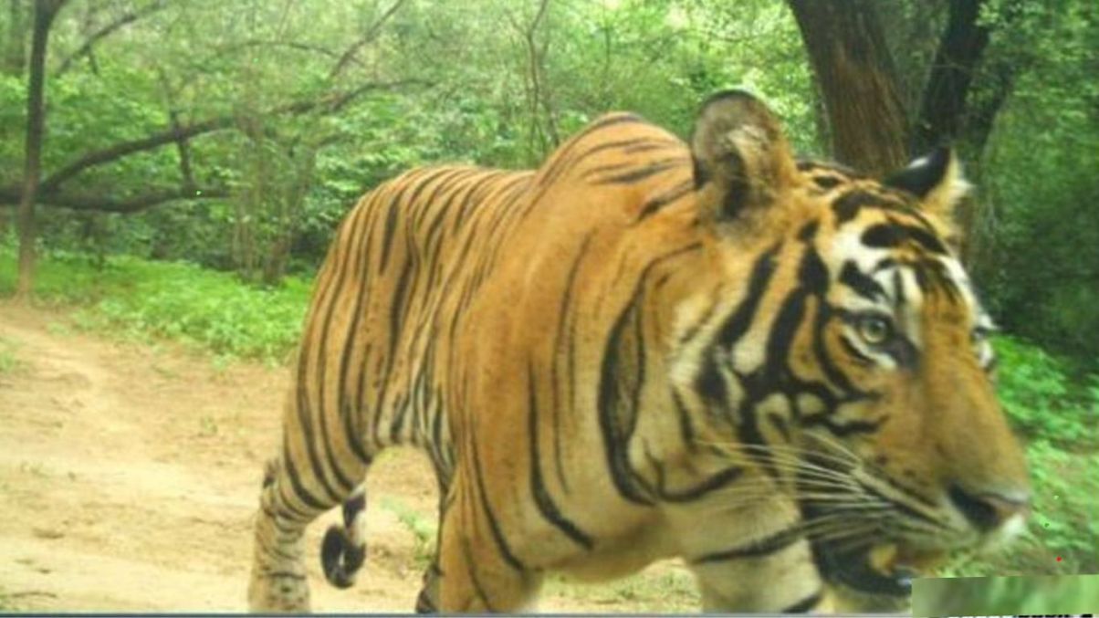 Good news: Ramgarh Tiger Reserve gets a new king, shifting of tiger 2303 will increase its glory.