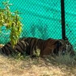 Tiger enters Bundi sanctuary again, male cub gets new home, left in soft enclosure