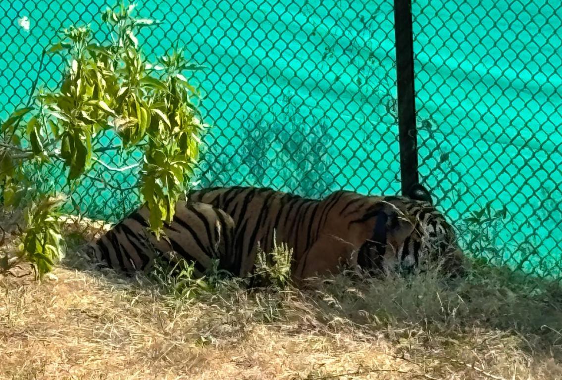 Tiger enters Bundi sanctuary again, male cub gets new home, left in soft enclosure