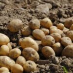 Dangerous game of making old potatoes new, 180 quintals of potatoes destroyed, know what is the matter