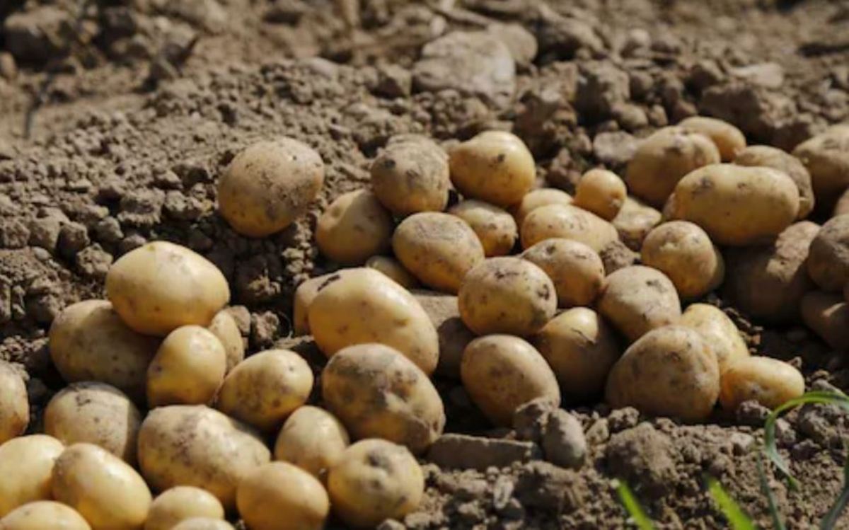 Dangerous game of making old potatoes new, 180 quintals of potatoes destroyed, know what is the matter