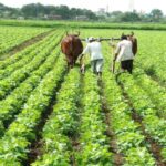State government's unique initiative for organic farming, farmers will get a reward of Rs 1 lakh