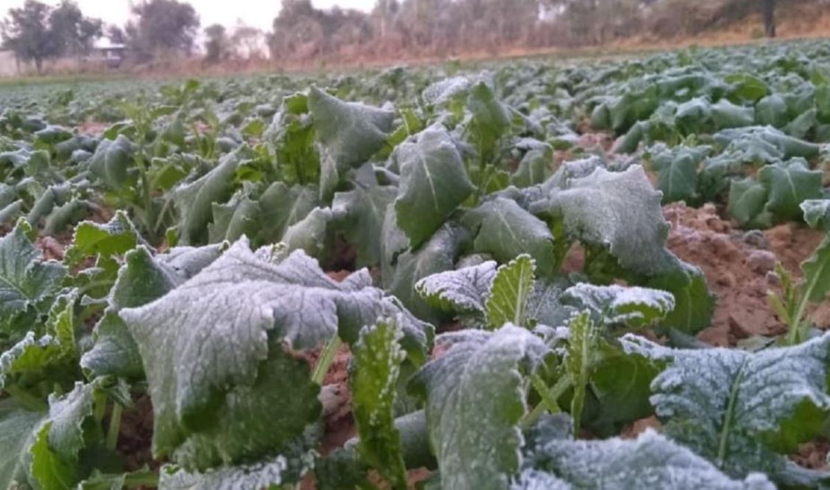 Severe cold wave in Rajasthan, snow in this district, temperature reaches record level