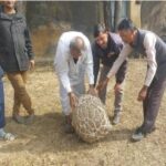 Strange game: People will play with 80 kg sticks in Awan, the decision will be taken on famine or drought.